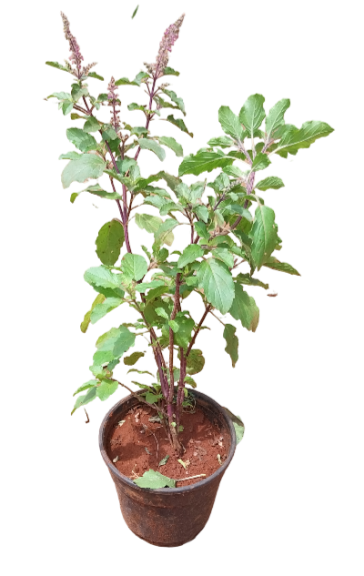 herbs medicinal plants