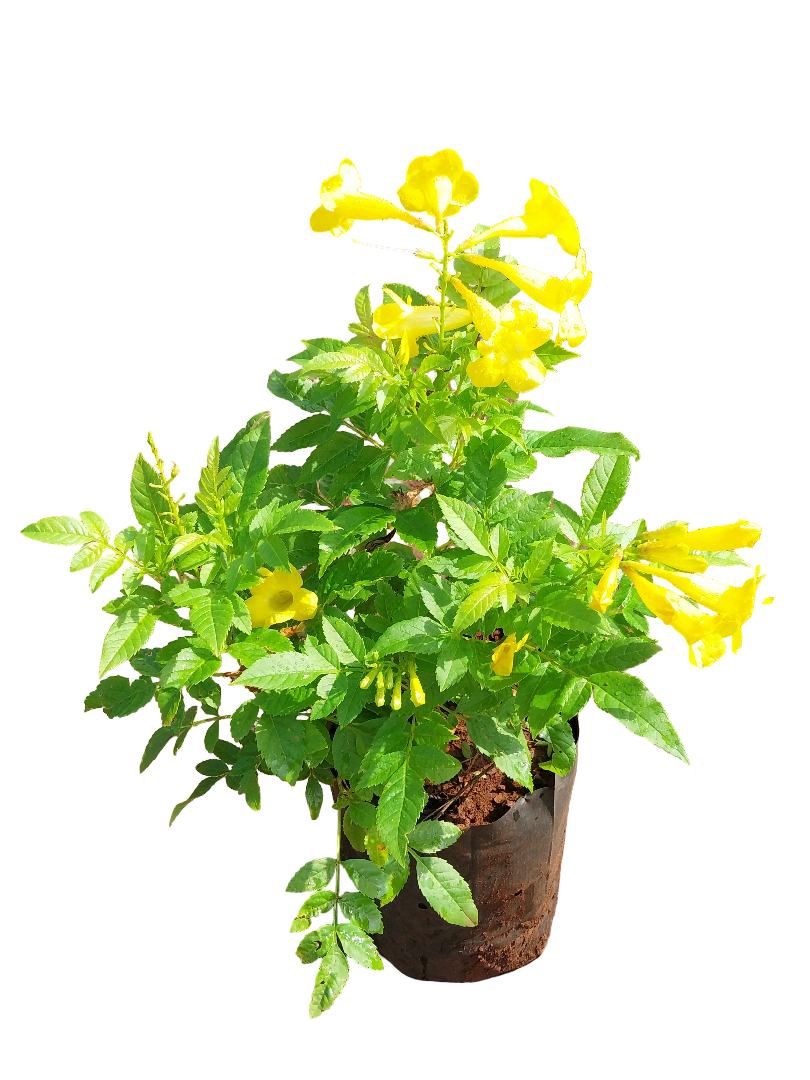 outdoor flower plant