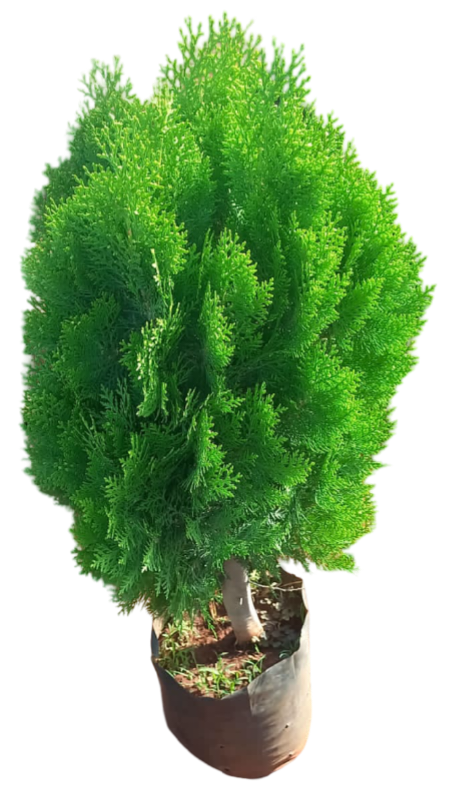 show and outdoor plant