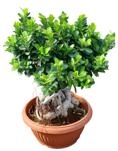 bonsai plant