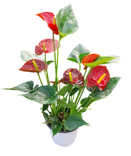 indoor flower plants