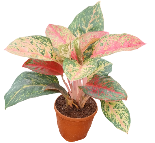 show and indoor plant