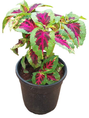 koleus plant