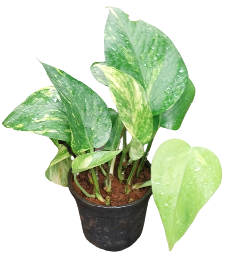 money plant
