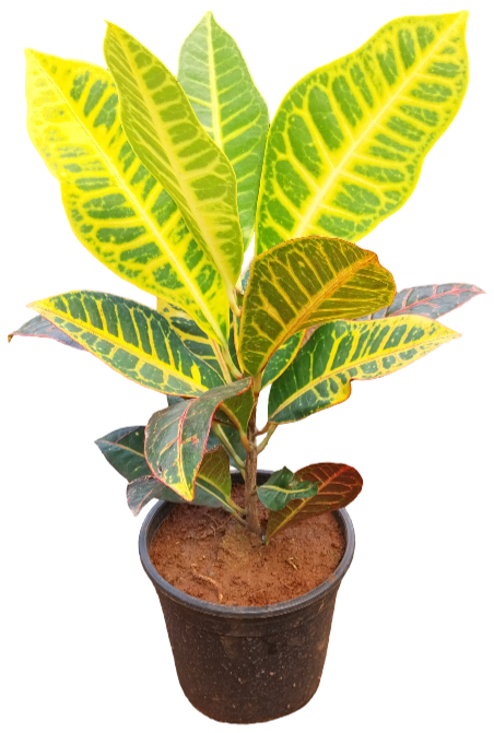 croton petra