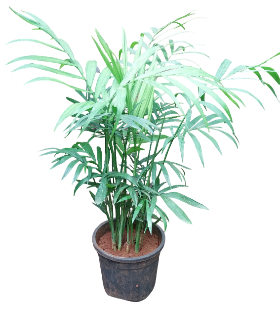 chamaedorea palm
