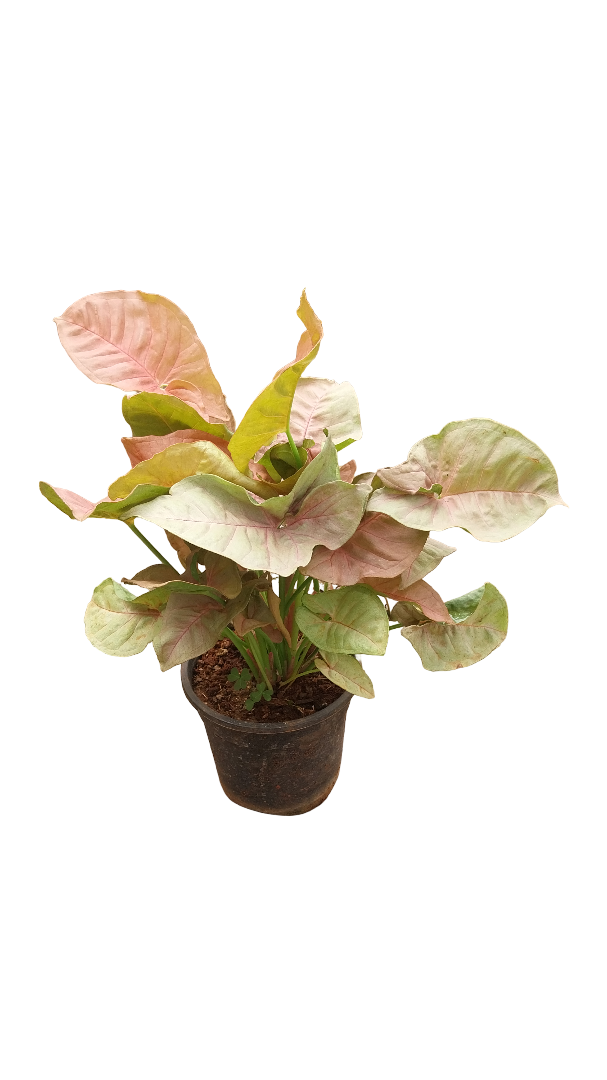 syngonium plant