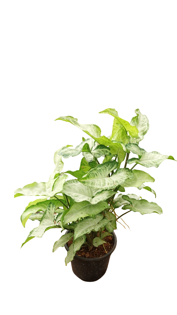 syngonium plant