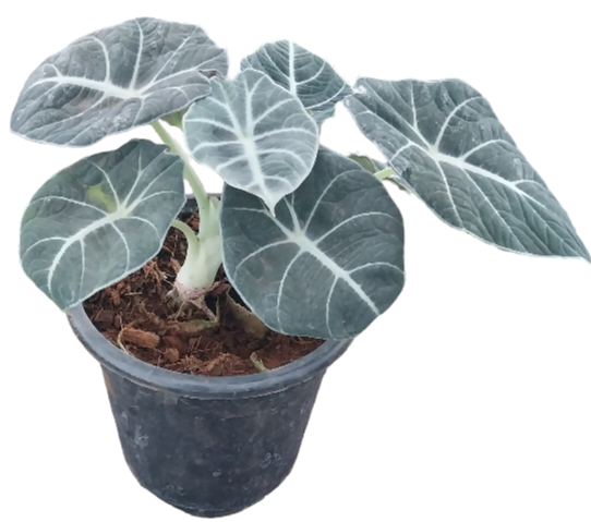 alocasia plant