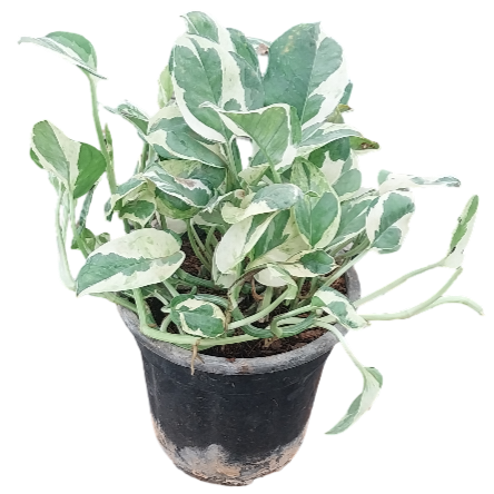 money plant