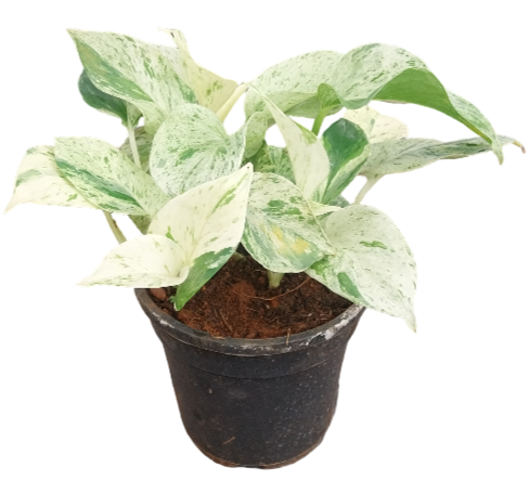 money plant