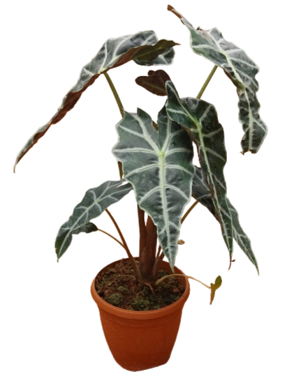 alocasia plant