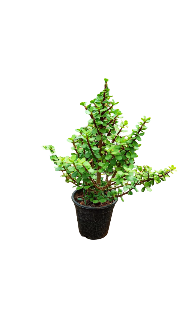 jade plant