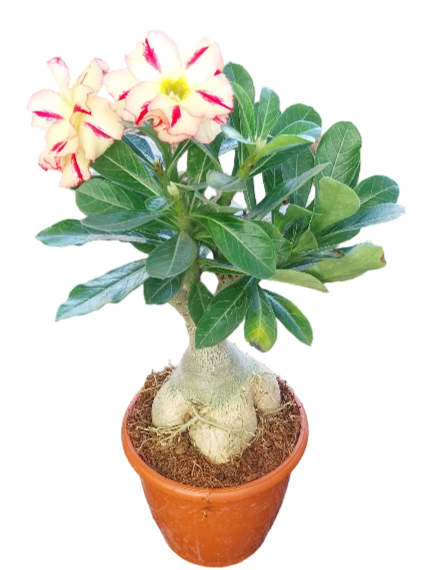 adenium