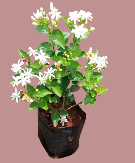 mogra {Jasminum sambac}