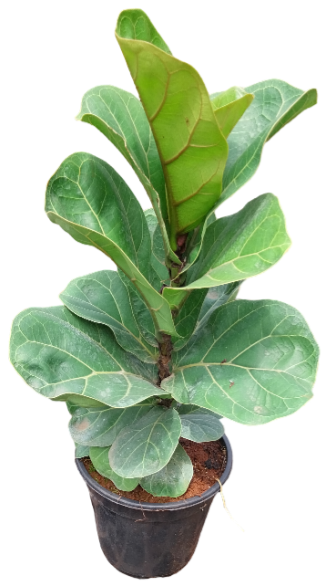 lyrata ficus [fiddle leaf fig]